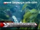 Dalgıca Eli Uzun Ahtapot Sürprizi