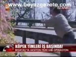 Köpek Timleri İş Başında