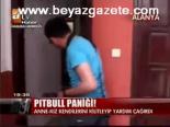 Pıtbull Paniği
