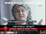 Yine Pitbull Dehşeti