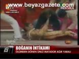 Boğanın İntikamı