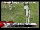 Dünyanın En Küçük Tayı