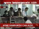 Kene Samsun'da Can Aldı