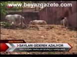 Beyaz Kaplanların Sayıları Giderek Azalıyor