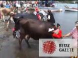 Göç Öncesi İneklere Deniz Keyfi