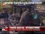 Yavru Kartal Operasyonu