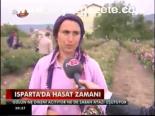 Isparta'da Hasat Zamanı