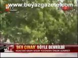 Dev Çınar Böyle Devrildi