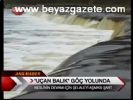 Uçan Balık Göç Yolunda
