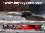 Bağcılar'da Kuduz Paniği