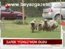 Zafer Yünlünün Oldu