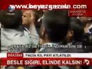 Besle Sığırı, Elinde Kalsın