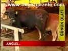 Angus İhalesi...