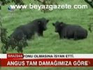 Angus Tam Damağımıza Göre