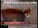 Pandaların Kırmızısı Da Çıktı