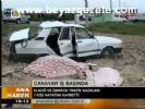 Trafik Canavarı İş Başında