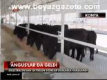 Anguslar Da Geldi