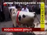 Boğaya Bakan Şefkati