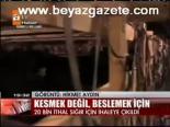 20 Bin İthal Sığır İçin İhaleye Çıkıldı