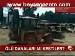 Ölü Danaları Mı Kestiler?