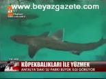 Köpekbalıkları İle Yüzmek