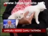 Ankara Kedisi Canlı Yayında