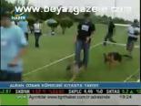 Alman Çoban Köpekleri Kıyasıya Yarıştı