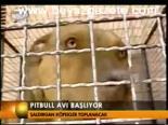 Pitbul Avı Başlıyor