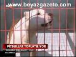 Pitbullar Toplanıyor