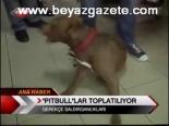 Pıtbull'lar Toplatılıyor