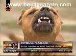 Pitbull Yasağı