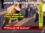 Pıtbullar Ne Olacak