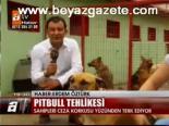 Pıtbull Tehlikesi