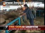 İthal Sığırlar Sakarya'da