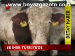 88 İnek Türkiye'de