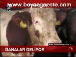 Danalar Geliyor