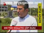 350 Ton Domates Çöp Oldu