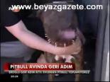 Pitbull Avında Geri Adım