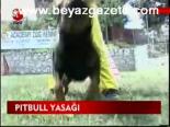 Pıtbull Yasağı