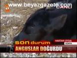 Anguslar Doğurdu