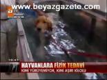 Hayvanlara Fizik Tedavi
