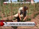 Peino Ve Yer Kiraz Denizli'de