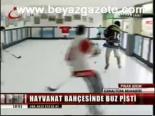 Hayvanat Bahçesi'nde Buz Pisti