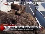 Canlı Hayvan İthalatı Sürüyor