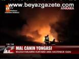 Mal Canın Yongası