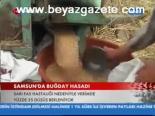 Samsun'da Buğday Hasadı
