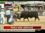 Muğla Boğa Güreşleri