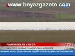 Flamingolar Van'da