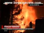 Orman Yangını