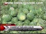 Karpuz Tarlada Kaldı